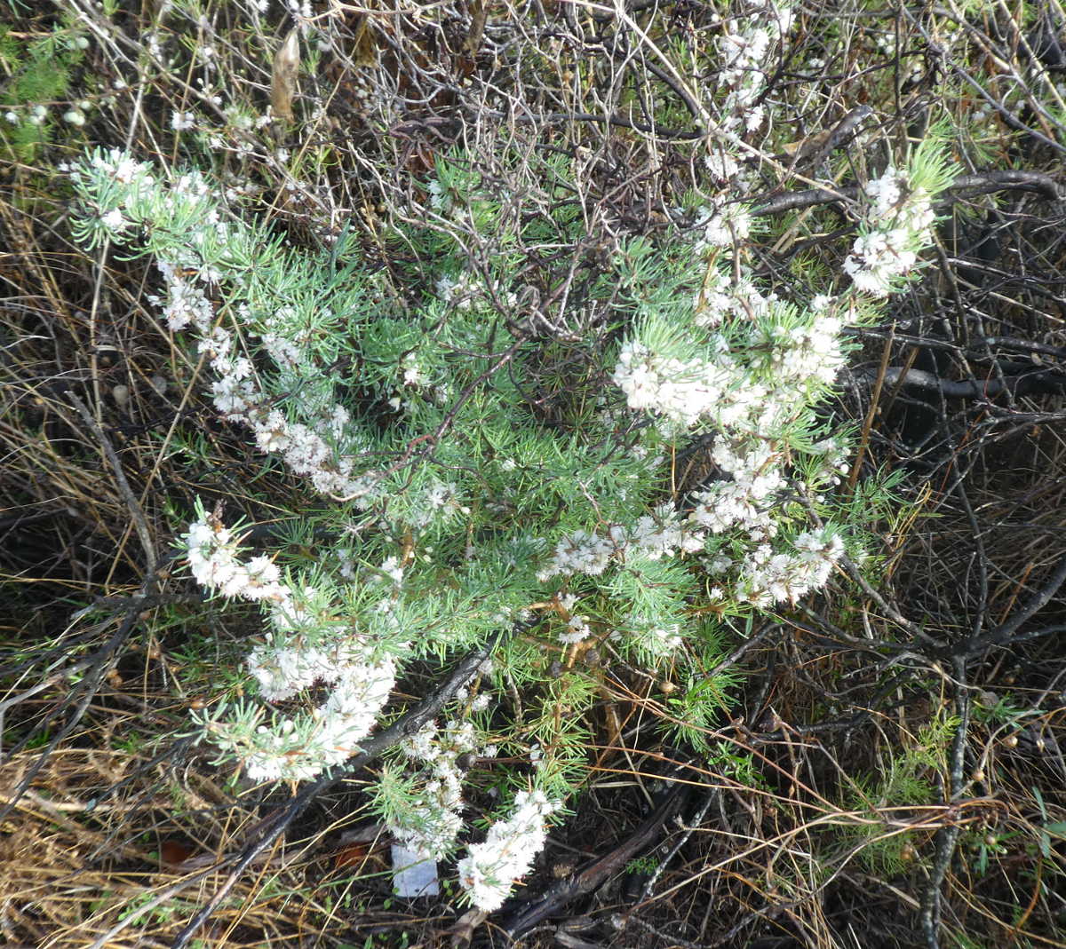 Asparagus albus